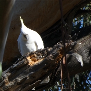 Cacatua galerita (Sulphur-crested Cockatoo) at Borough, NSW - 23 Sep 2025 by Paul4K