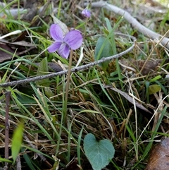 Viola betonicifolia (Mountain Violet) at Borough, NSW - 23 Sep 2025 by Paul4K
