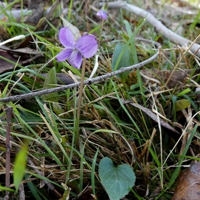 Viola betonicifolia (Mountain Violet) at Borough, NSW - 23 Sep 2025 by Paul4K