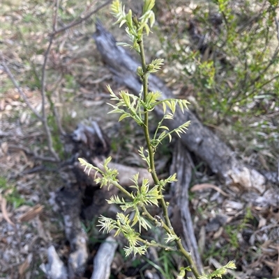 Unverified Plant at Watson, ACT - 24 Sep 2025 by waltraud