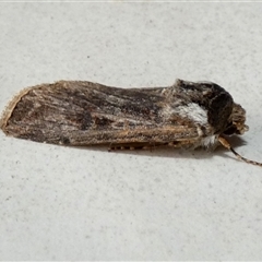 Agrotis radians (Brown Cutworm) by Paul4K