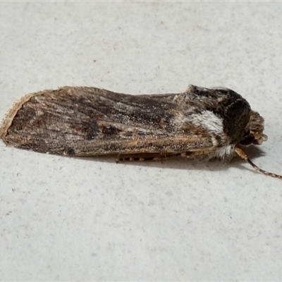 Agrotis radians (Brown Cutworm) at  - suppressed by Paul4K
