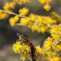 Evansomyia sp. (genus) (Stiletto fly) at Pialligo, ACT - 25 Sep 2025 by KaiDewPHD