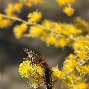 Evansomyia sp. (genus) (Stiletto fly) at Pialligo, ACT - 25 Sep 2025 by KaiDewPHD