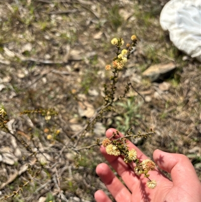 Acacia gunnii (Ploughshare Wattle) at Pialligo, ACT - 25 Sep 2025 by KaiDewPHD