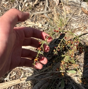 Daviesia genistifolia (Broom Bitter Pea) at Pialligo, ACT - 25 Sep 2025 by KaiDewPHD