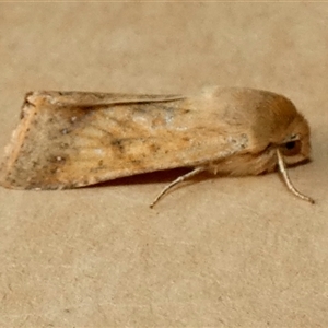 Helicoverpa (genus) (A bollworm) at Borough, NSW - 24 Sep 2025 by Paul4K