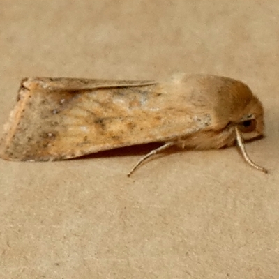 Helicoverpa (genus) (A bollworm) at Borough, NSW - 24 Sep 2025 by Paul4K