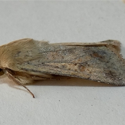 Helicoverpa (genus) (A bollworm) at Borough, NSW - 24 Sep 2025 by Paul4K