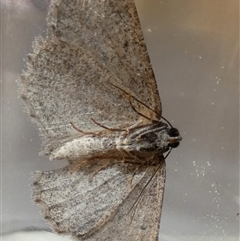 Psilosticha absorpta (Fine-waved Bark Moth) at Borough, NSW - 24 Sep 2025 by Paul4K