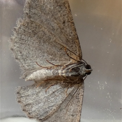 Psilosticha absorpta (Fine-waved Bark Moth) at Borough, NSW - 24 Sep 2025 by Paul4K