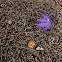 Caladenia caerulea (Blue Fingers, Blue Fairies) at Borough, NSW - 24 Sep 2025 by Paul4K