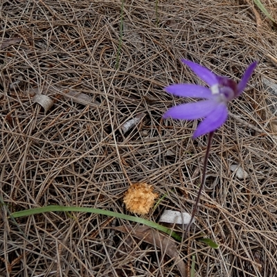 Caladenia caerulea (Blue Fingers, Blue Fairies) at Borough, NSW - 24 Sep 2025 by Paul4K