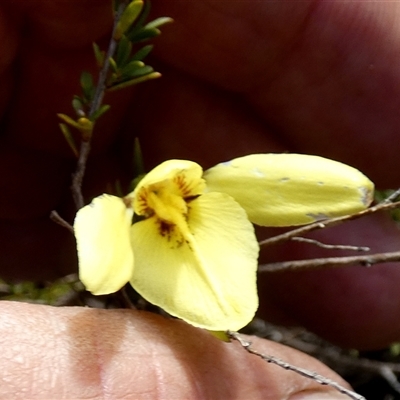 Diuris chryseopsis (Golden Moth) at Borough, NSW - 24 Sep 2025 by Paul4K