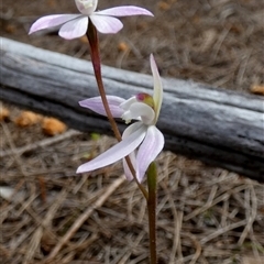 Caladenia carnea (Pink Fingers) at Borough, NSW - 24 Sep 2025 by Paul4K