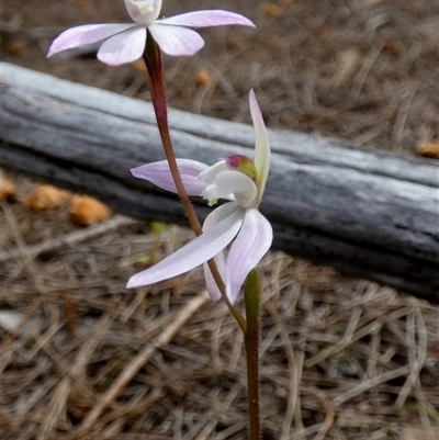 Caladenia carnea (Pink Fingers) at Borough, NSW - 24 Sep 2025 by Paul4K