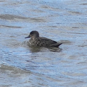 Anas gracilis (Grey Teal) at Burradoo, NSW - 20 Sep 2025 by Curiosity