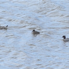 Anas gracilis at Burradoo, NSW - 20 Sep 2025 09:58 AM