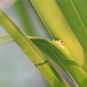 Litoria verreauxii verreauxii at Saint Lucia, QLD - 25 Sep 2025 by DAdeGroot