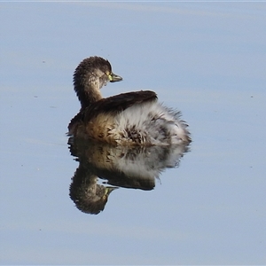 Tachybaptus novaehollandiae (Australasian Grebe) at Fyshwick, ACT - 23 Sep 2025 by RodDeb