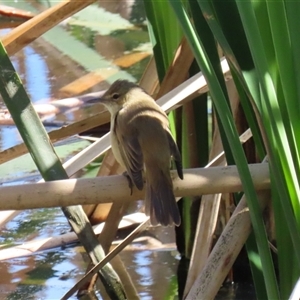 Acrocephalus australis (Australian Reed-Warbler) at Fyshwick, ACT - 23 Sep 2025 by RodDeb