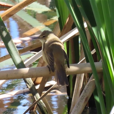 Acrocephalus australis (Australian Reed-Warbler) at Fyshwick, ACT - 23 Sep 2025 by RodDeb