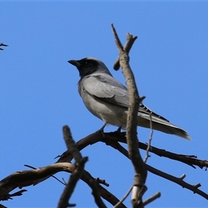 Coracina novaehollandiae (Black-faced Cuckooshrike) at Fyshwick, ACT - 23 Sep 2025 by RodDeb