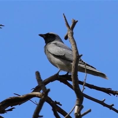 Coracina novaehollandiae (Black-faced Cuckooshrike) at Fyshwick, ACT - 23 Sep 2025 by RodDeb