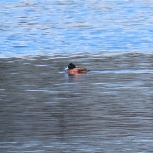 Oxyura australis (Blue-billed Duck) at Fyshwick, ACT - 23 Sep 2025 by RodDeb