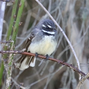 Rhipidura albiscapa (Grey Fantail) at Fyshwick, ACT - 23 Sep 2025 by RodDeb