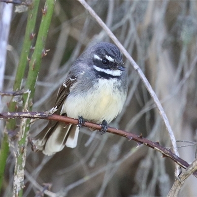 Rhipidura albiscapa (Grey Fantail) at Fyshwick, ACT - 23 Sep 2025 by RodDeb