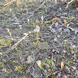 Wurmbea dioica subsp. dioica (Early Nancy) at Fadden, ACT - 25 Sep 2025 by Mike