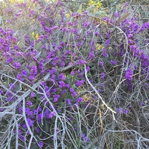 Hardenbergia violacea (False Sarsaparilla) at Isaacs, ACT - 25 Sep 2025 by Mike