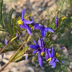 Stypandra glauca (Nodding Blue Lily) at Farrer, ACT - 25 Sep 2025 by Mike