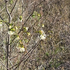 Pimelea linifolia subsp. linifolia (Queen of the Bush, Slender Rice-flower) at Farrer, ACT - 25 Sep 2025 by Mike