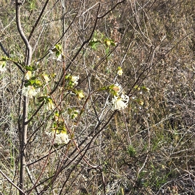 Pimelea linifolia subsp. linifolia (Queen of the Bush, Slender Rice-flower) at Farrer, ACT - 25 Sep 2025 by Mike