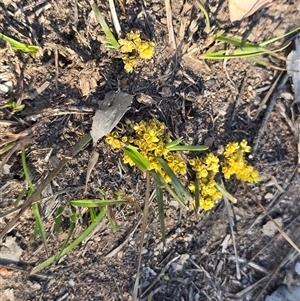 Lomandra bracteata (Small Matrush) at Farrer, ACT - 25 Sep 2025 by Mike