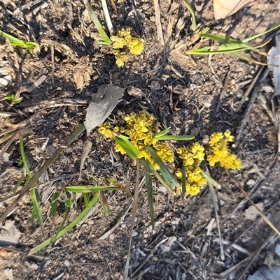 Lomandra bracteata (Small Matrush) at Farrer, ACT - 25 Sep 2025 by Mike