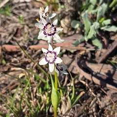 Wurmbea dioica subsp. dioica (Early Nancy) at Farrer, ACT - 25 Sep 2025 by Mike