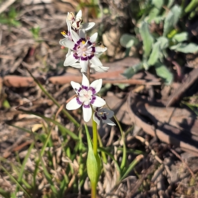 Wurmbea dioica subsp. dioica (Early Nancy) at Farrer, ACT - 25 Sep 2025 by Mike