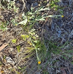 Chrysocephalum apiculatum (Common Everlasting) at Farrer, ACT - 25 Sep 2025 by Mike