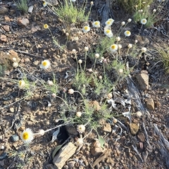 Leucochrysum albicans subsp. tricolor (Hoary Sunray) at Isaacs, ACT - 25 Sep 2025 by Mike