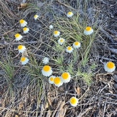 Leucochrysum albicans subsp. tricolor (Hoary Sunray) at Farrer, ACT - 25 Sep 2025 by Mike