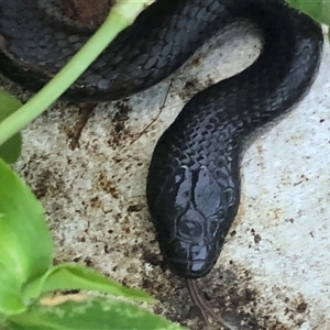 Cryptophis nigrescens (Eastern Small-eyed Snake) at Kungala, NSW - 25 Sep 2025 by donnanchris