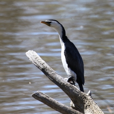 Microcarbo melanoleucos (Little Pied Cormorant) at Fyshwick, ACT - 23 Sep 2025 by RodDeb