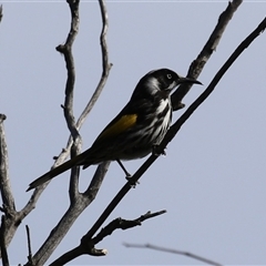 Phylidonyris novaehollandiae (New Holland Honeyeater) at Fyshwick, ACT - 23 Sep 2025 by RodDeb