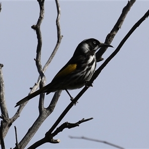 Phylidonyris novaehollandiae (New Holland Honeyeater) at Fyshwick, ACT - 23 Sep 2025 by RodDeb