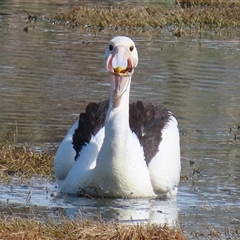 Pelecanus conspicillatus (Australian Pelican) at Fyshwick, ACT - 23 Sep 2025 by RodDeb