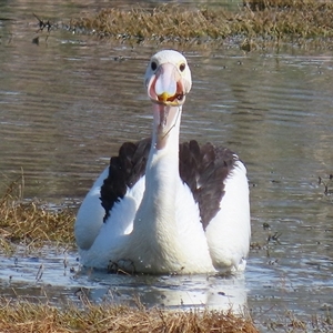 Pelecanus conspicillatus (Australian Pelican) at Fyshwick, ACT - 23 Sep 2025 by RodDeb