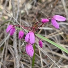 Tetratheca bauerifolia (Heath Pink-bells) at Yass River, NSW - 25 Sep 2025 by SenexRugosus
